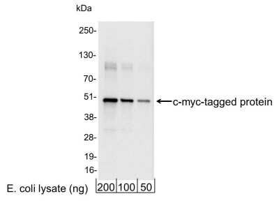 Western Blot: c-Myc Antibody [Biotin] [NB600-335B] - 200, 100, or 50 ng of E. coli whole cell lysate expressing a multi-tag fusion protein. Antibody used for WB at 0.4 ug/ml (1:25,000).